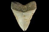 Fossil Megalodon Tooth - North Carolina #147513-2